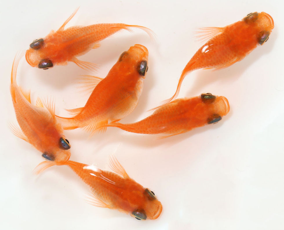 サムネイル： 楊貴妃ダルマ　１ペア