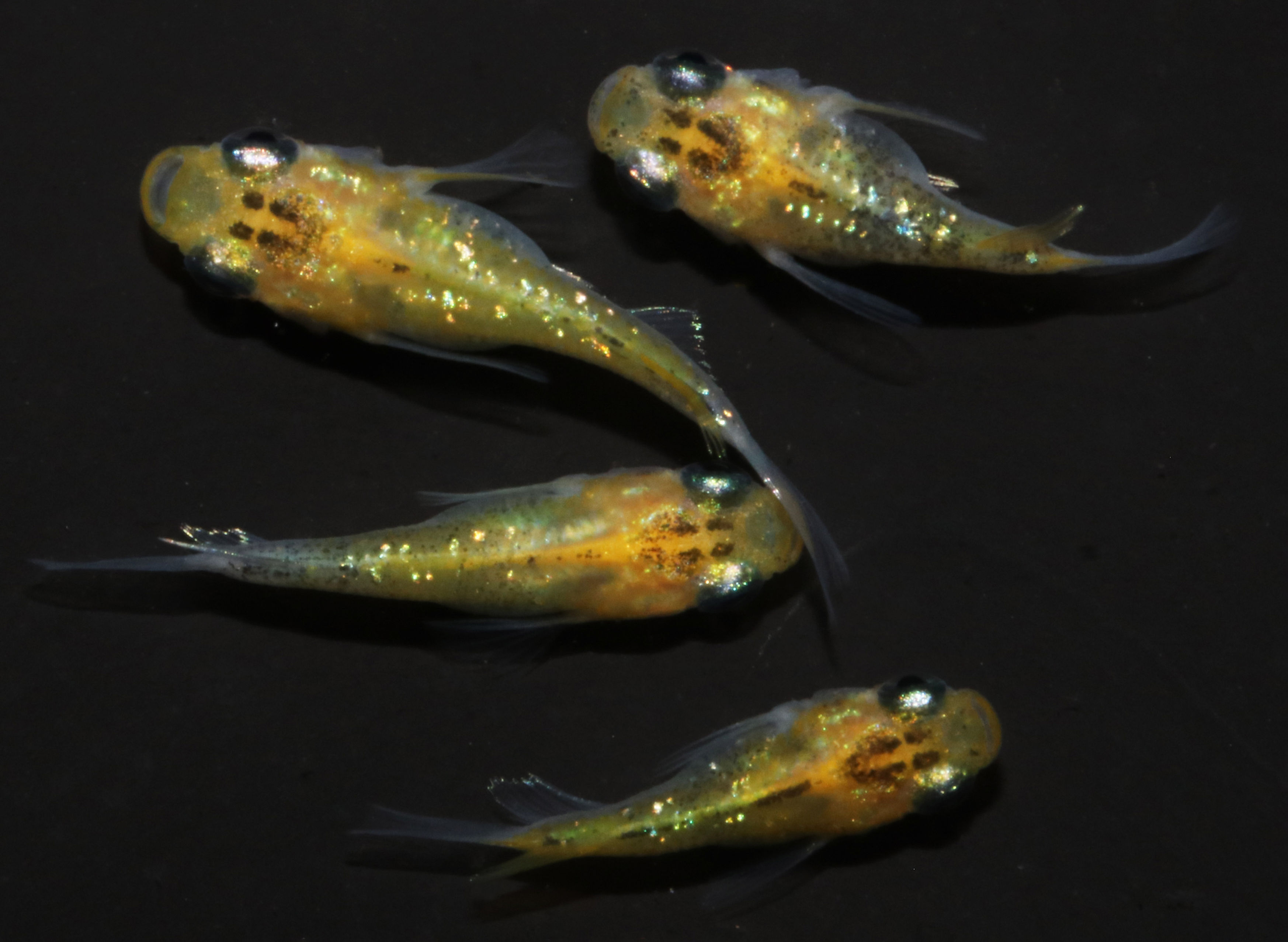 イエモンダルマ　イエロータイプ　１ペア