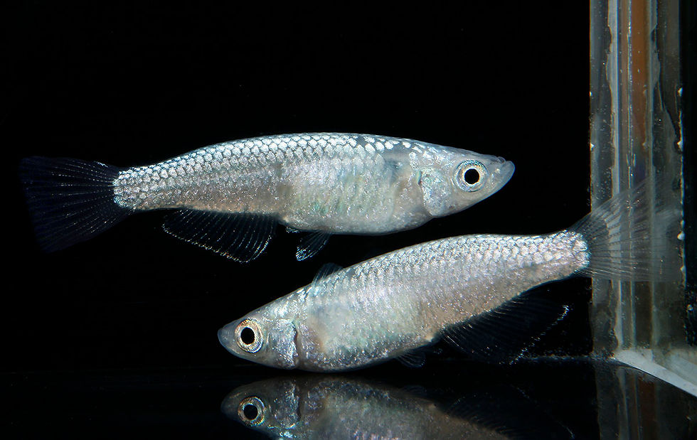 サムネイル： 乱美白ブルー　１ペア