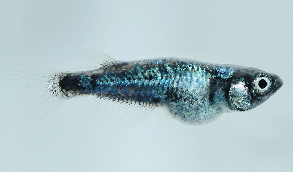 サムネイル： 流青体外光　上物　１ペア