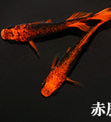 赤辰.png