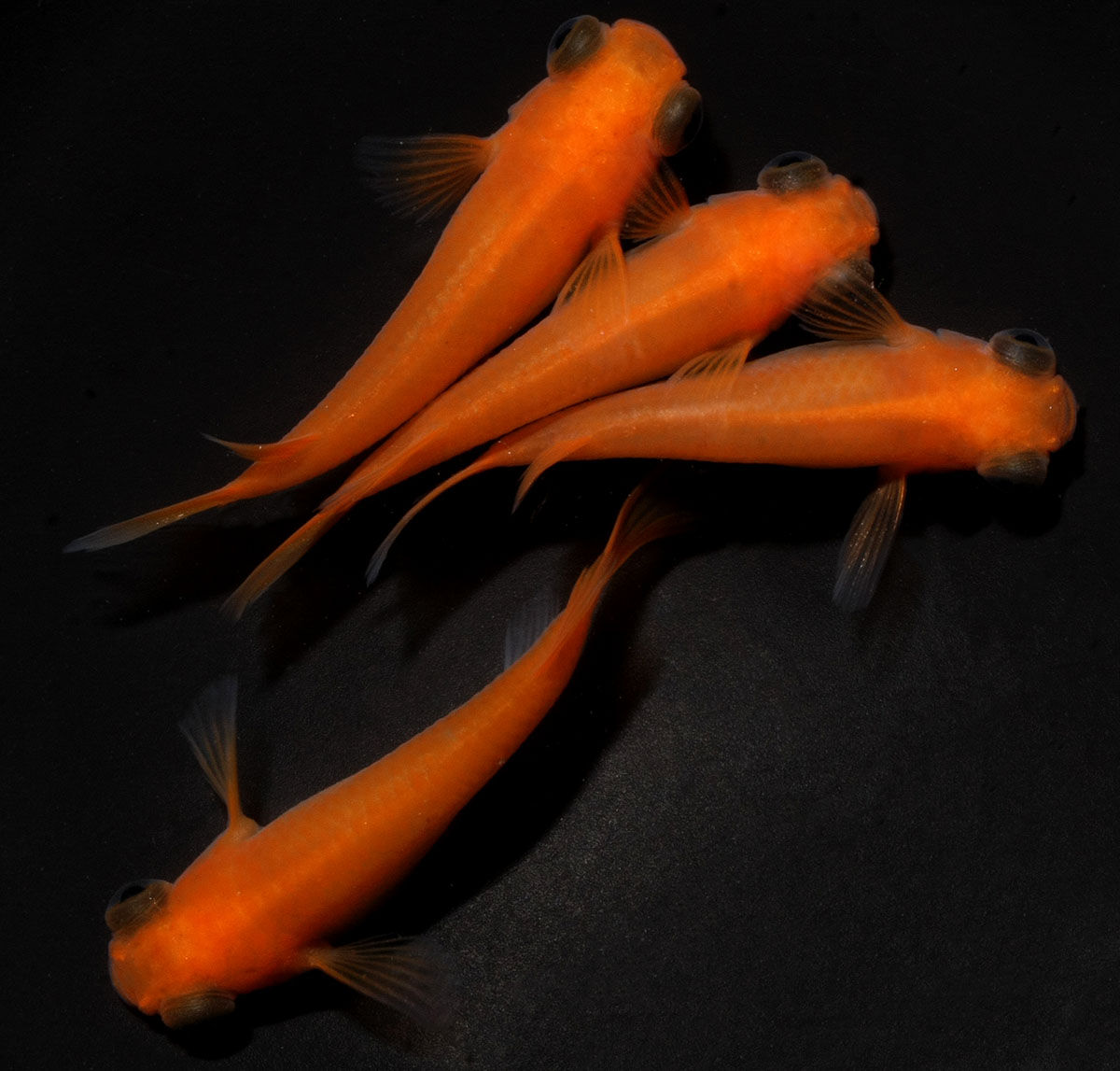 楊貴妃パンダ出目　１ペア