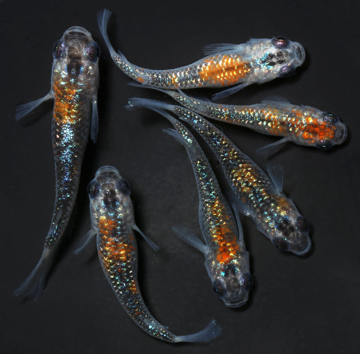 夜桜　柄飛タイプ　１ペア