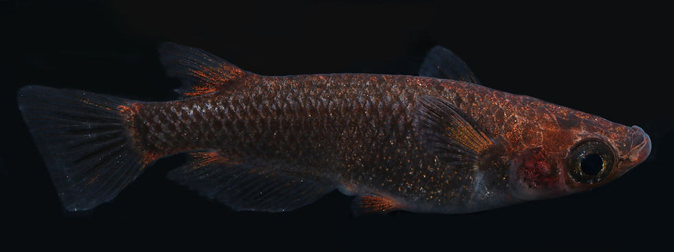 サムネイル： 五金typeR　１ペア