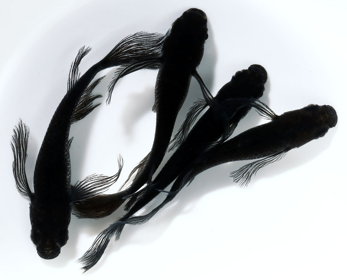 オロチ松井鰭長　１ペア