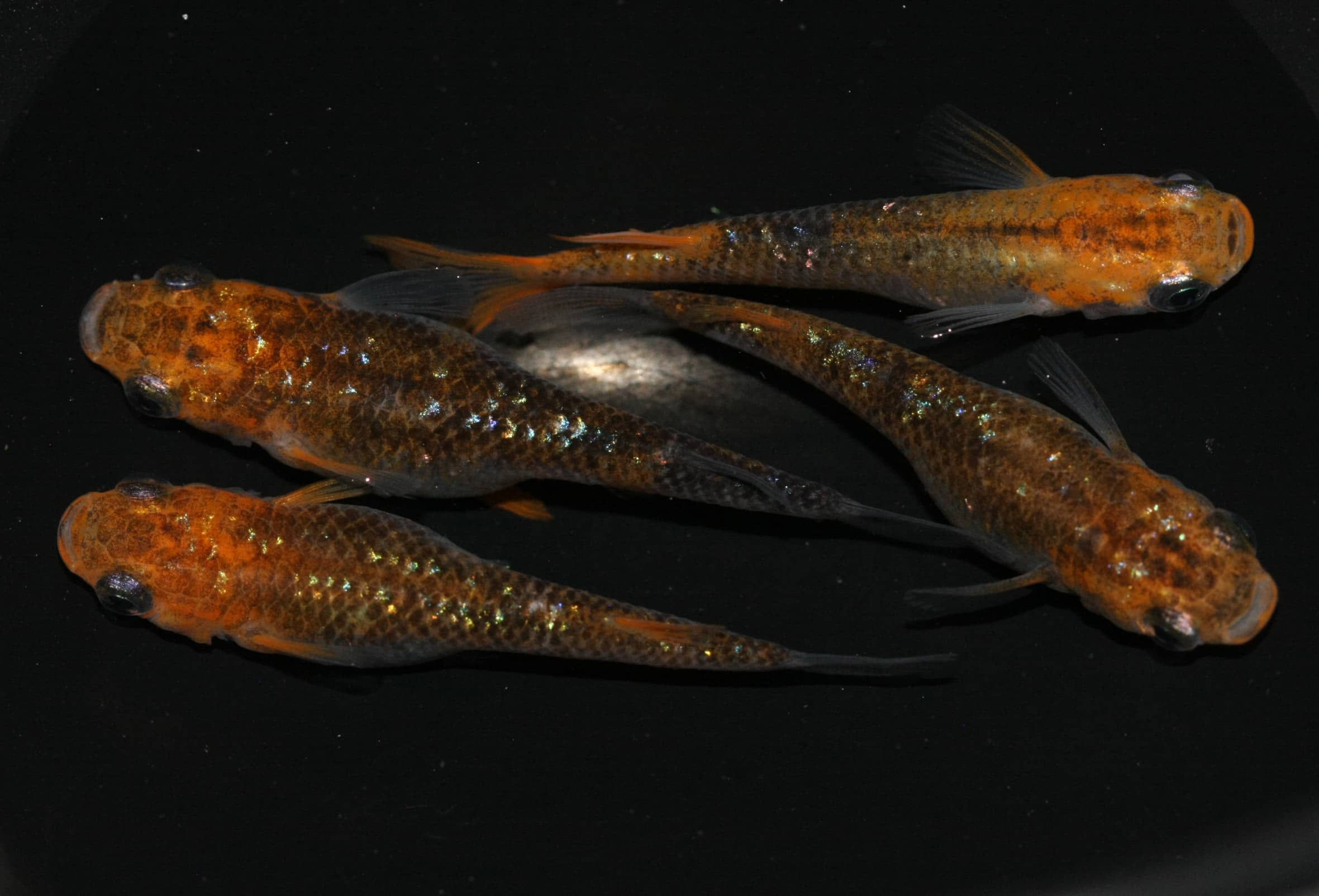 上級  女雛 １ペア