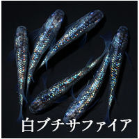 白ブチサファイア.jpg