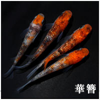 華簪.png