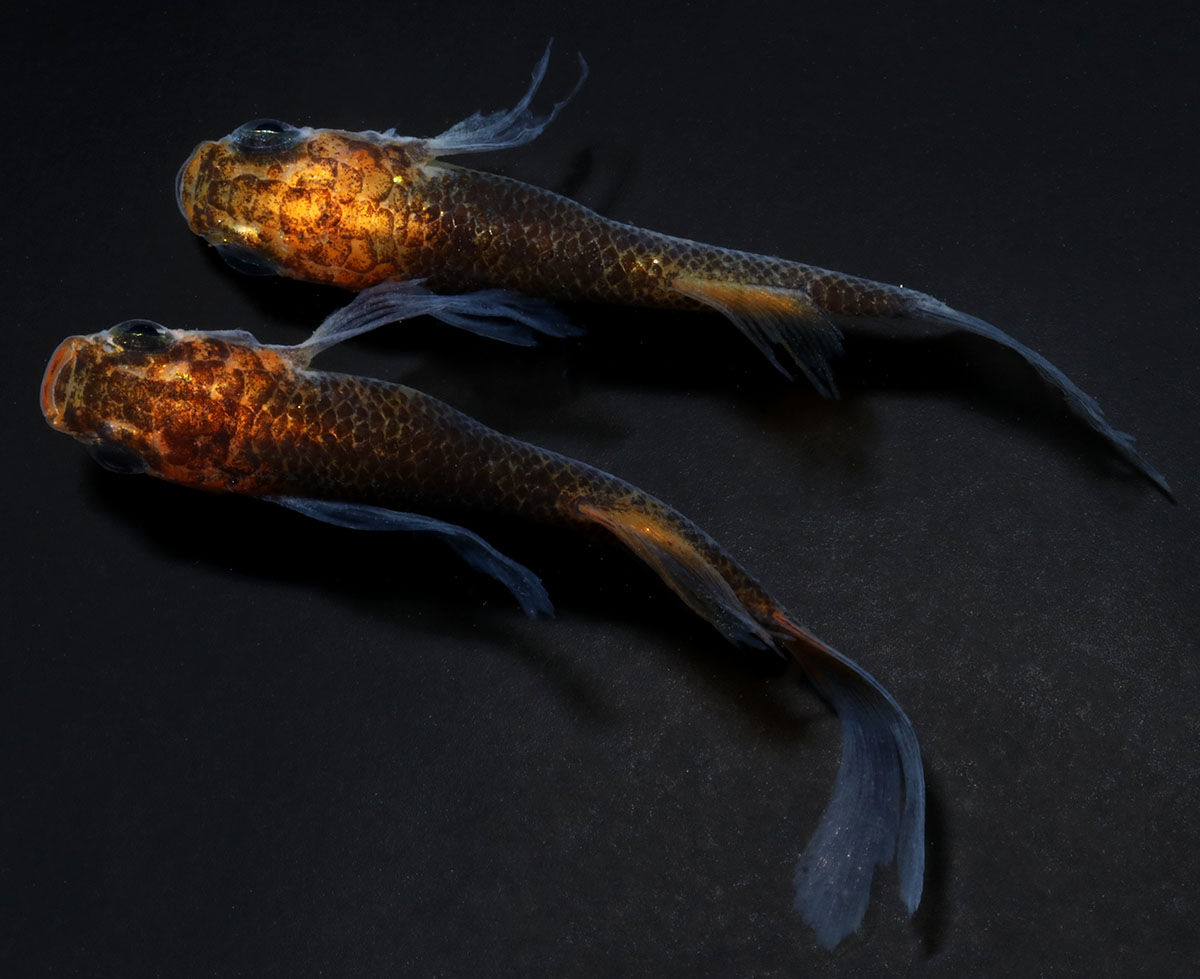 華翔龍　１ペア