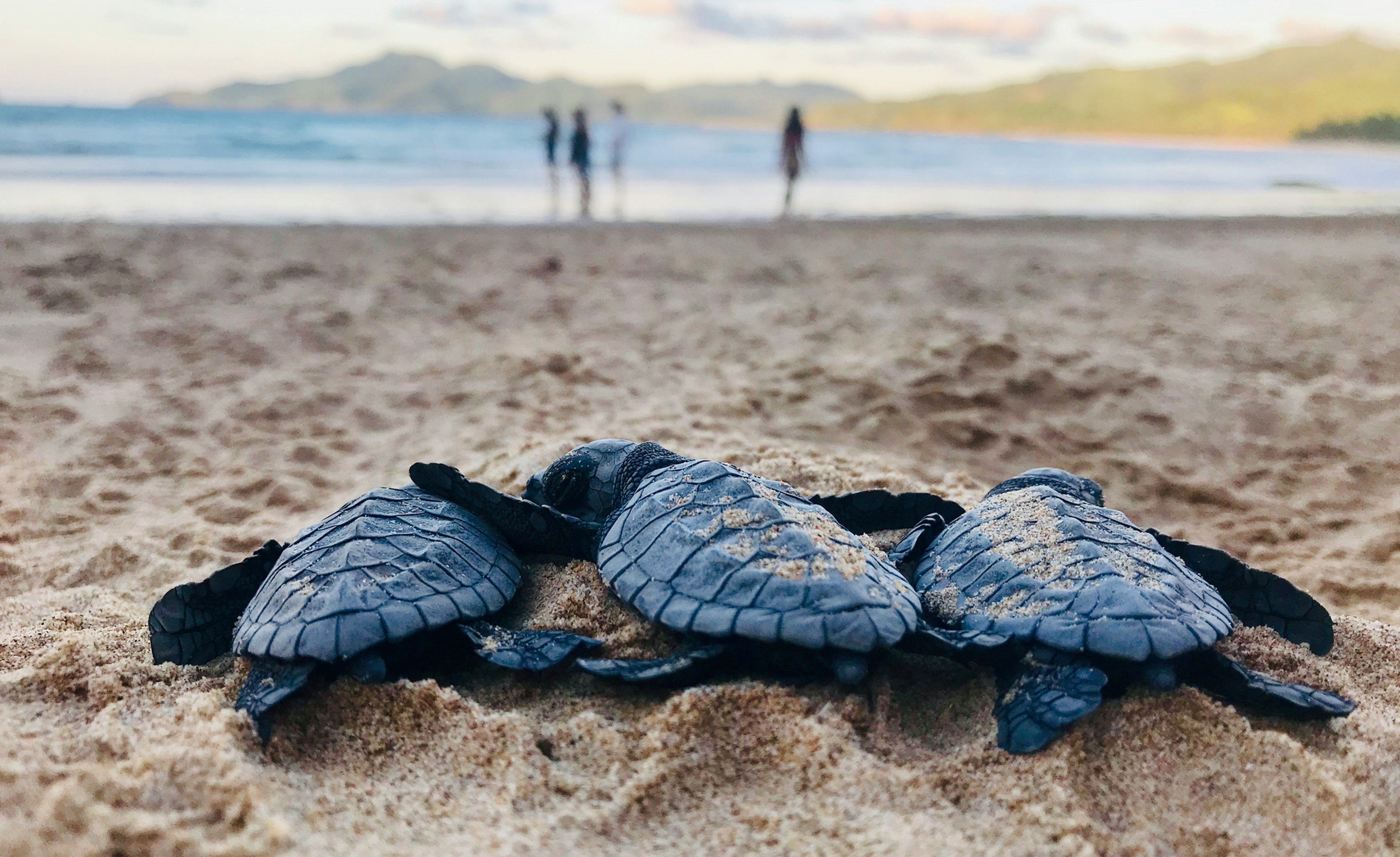 Baby Tutle Hatchlings on the beach