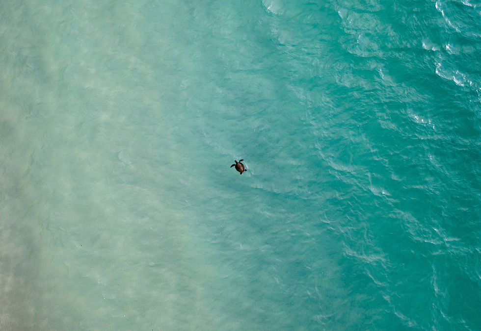 Turtle swimming in aqua blue seas