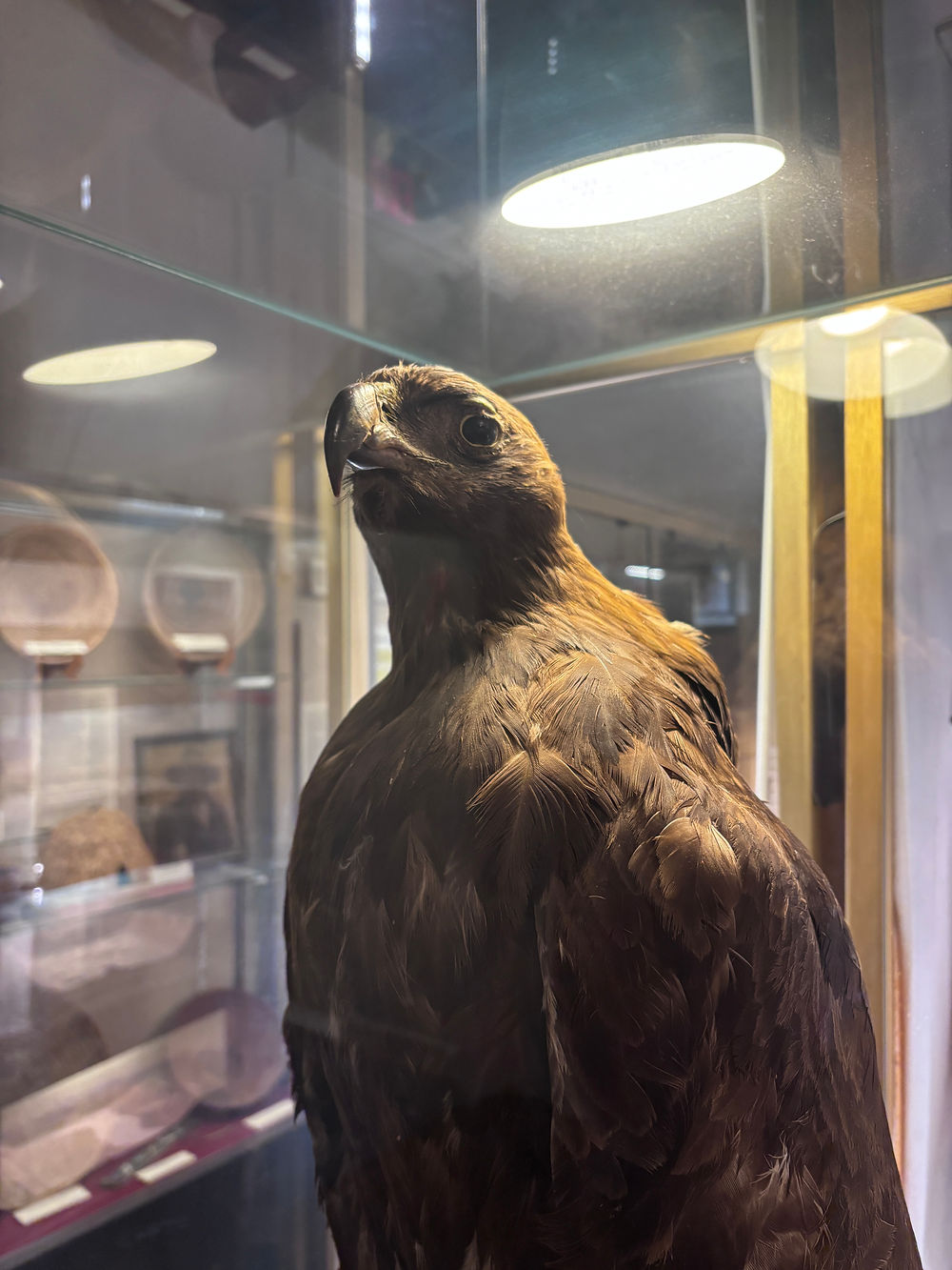 Taxidermied brown eagle standing proudly in a lighted glass display case.