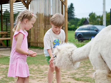 Birthday at alpaca farm