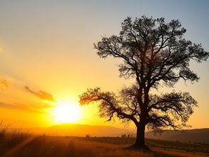 10 бързорастящи дървета, подходящи за Вашата градина