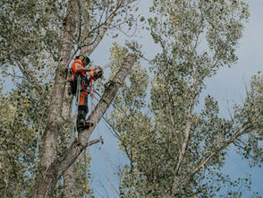 Какво представлява алпийския способ за рязане и премахване на дървета