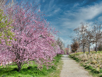 Пролетна поддръжка на овошки и дървета