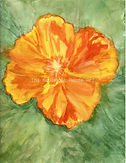 August Poppy.jpg