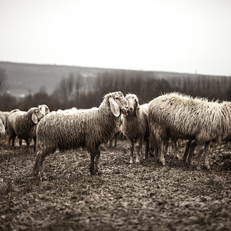 Sheep