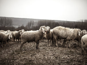 Wolf in Sheep's Clothing. The Dangers of Intimate Relationship's with Covert Narcissists.