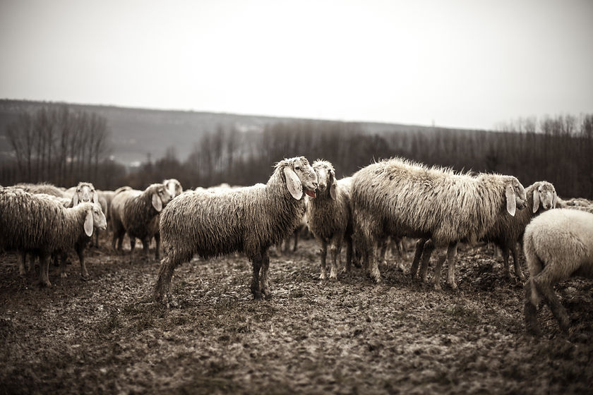 Sheep