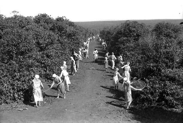 Colheita de café 15.jpg