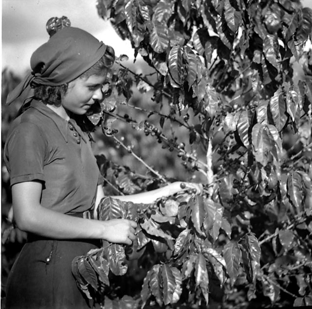 Colheita de café 06.jpg