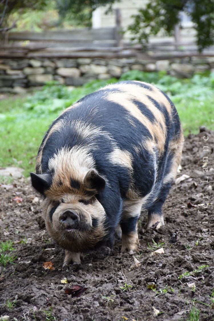 Kune Kune pig
