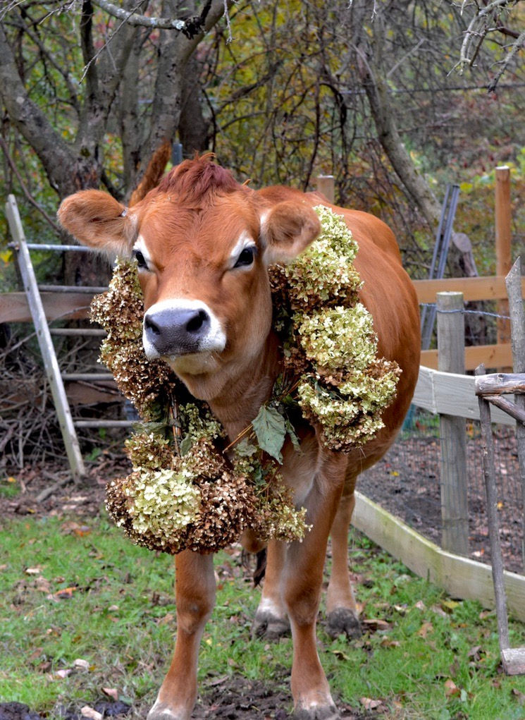 Jersey cow