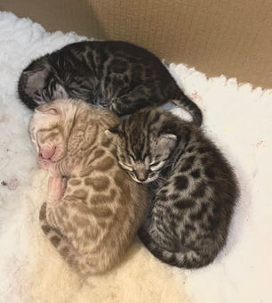 bengal kittens uk
