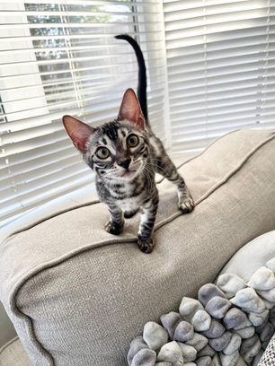 silver charcoal bengal