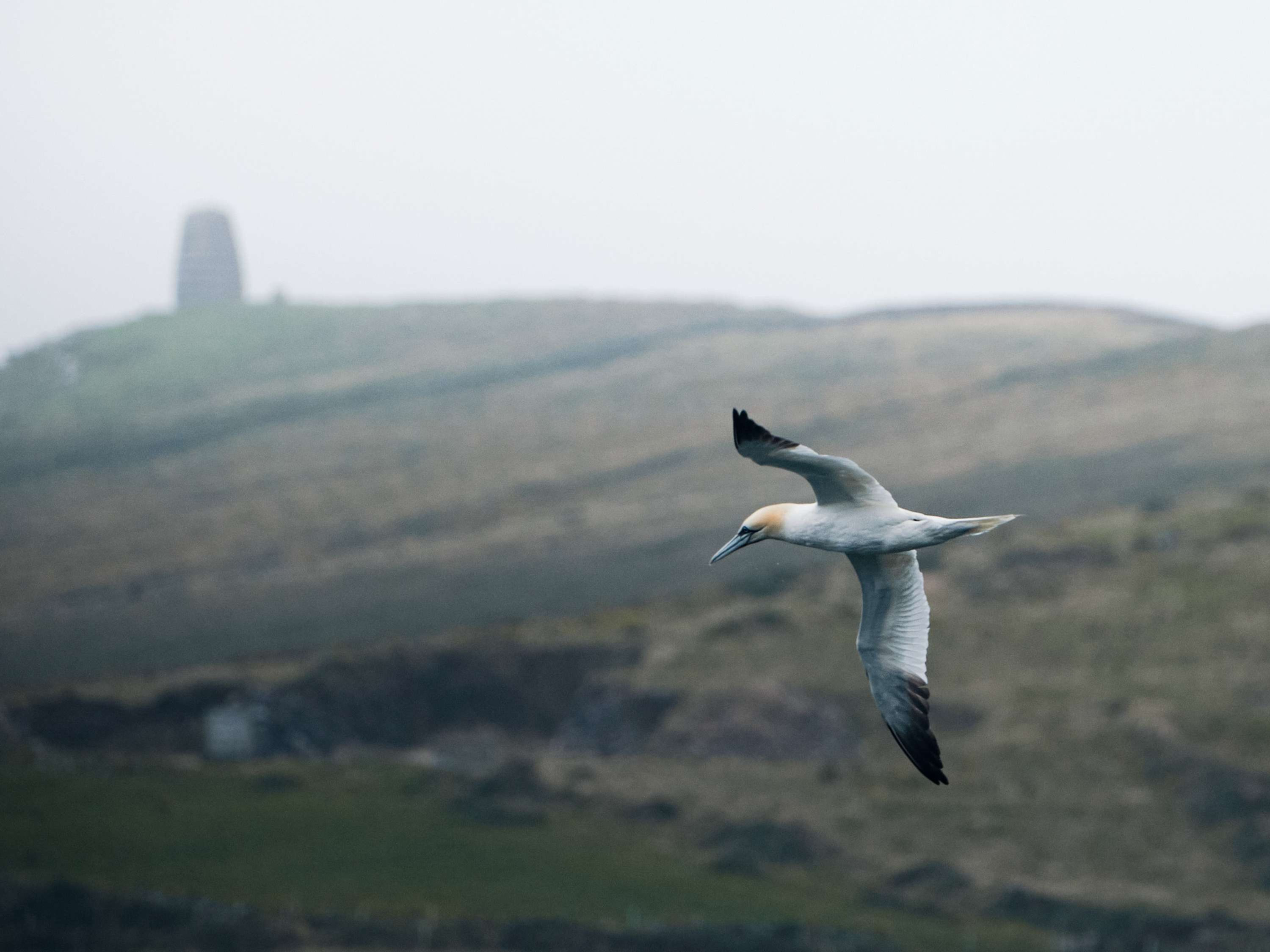 Gannet - Co.Kerry - Print 