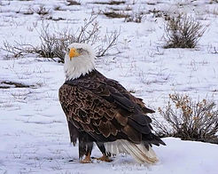 BALD EAGLE IN SNOW