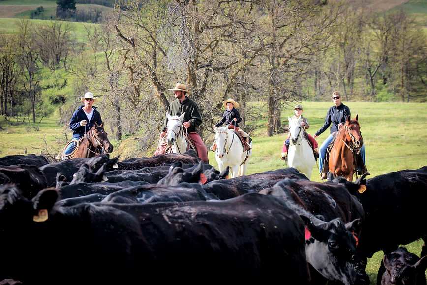 Bringing in the herd