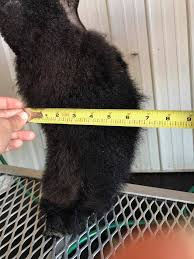 Leg Shag via The Green Stuff from 4M Livestock