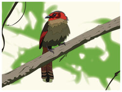 RH_Bird-01