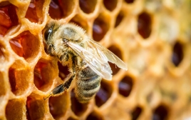 Abeilles à la ruche