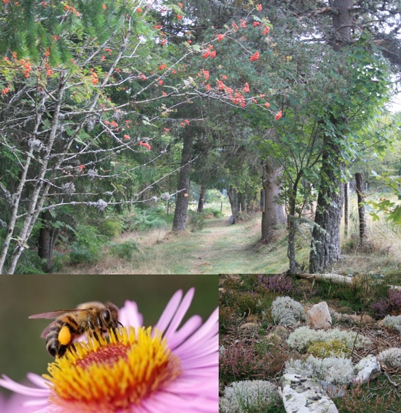 Sentier nature