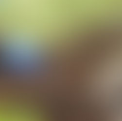 Mbegu za kisasa za mhogo kutoka TARI neema kwa wakulima