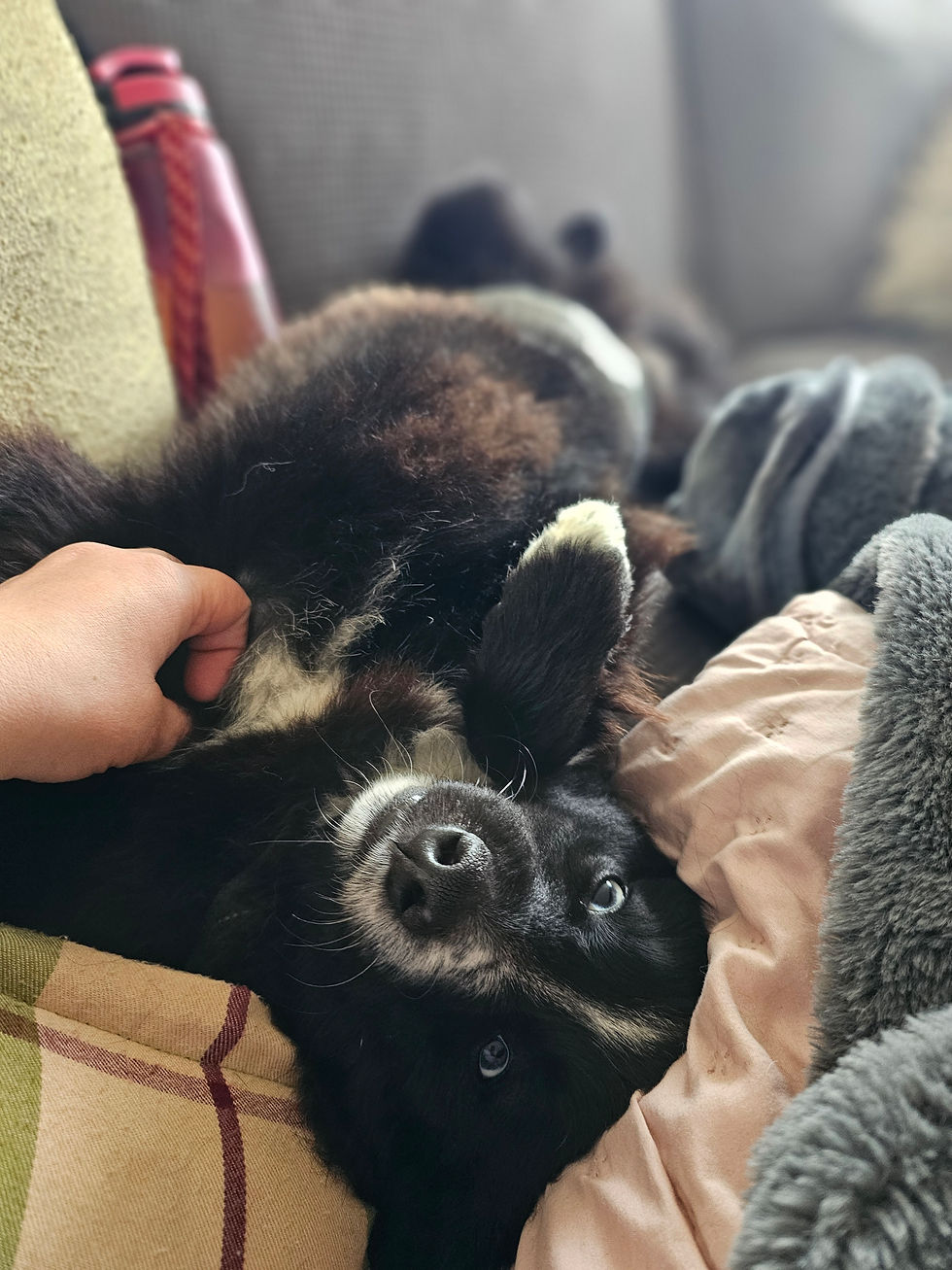MIhku has certainly made himself comfortable