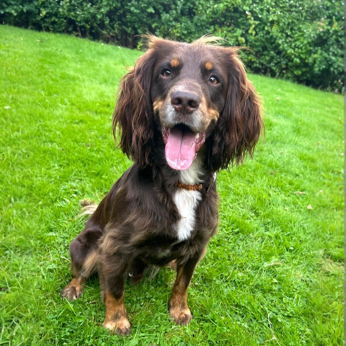 5 star review for Train Dogs Together Dog Training