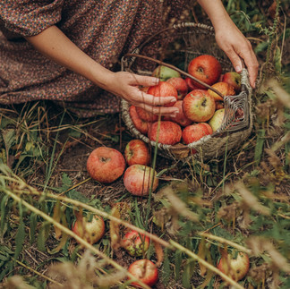 pommes, automne © pexels