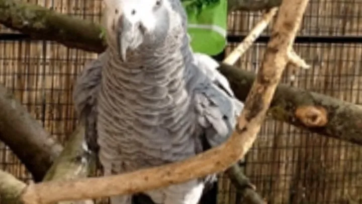 Parrot Aviary