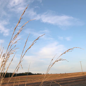 It’s Raining, It’s Pouring, the Crops Are Dying