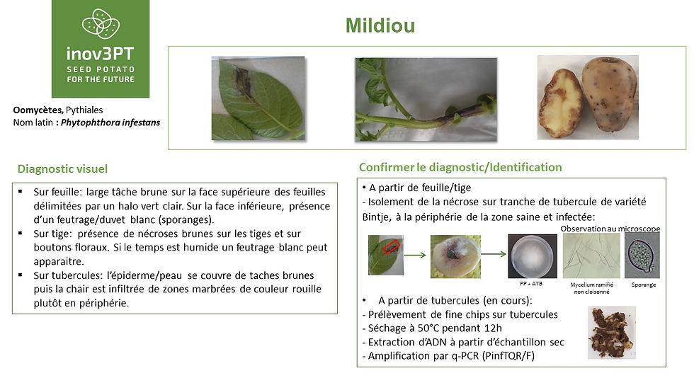 Potato late blight