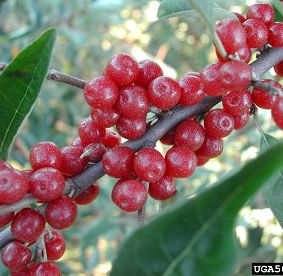 Overwhelming Autumn Olive Presence at Olivet College Nature Preserve