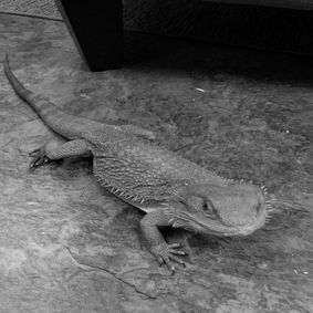 What's creeping around Mott hallways?