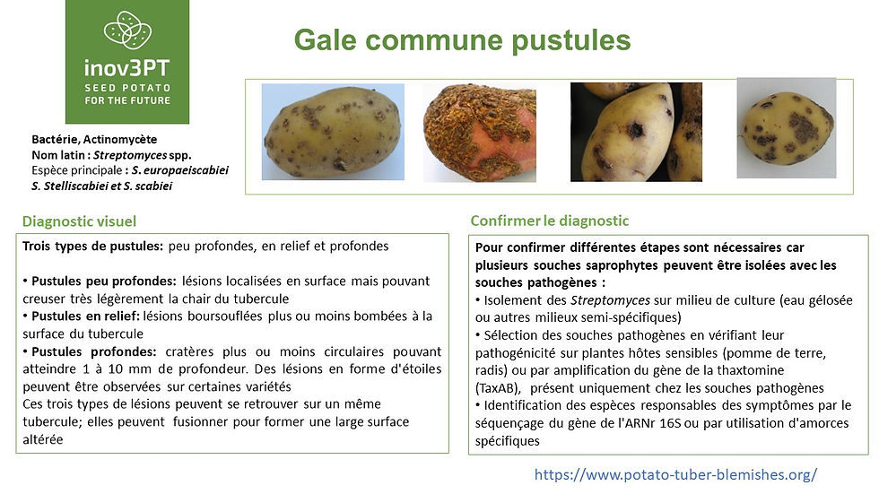 Common scab (pitted scab)