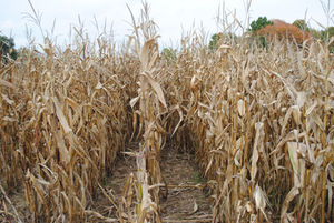 FFA Corn Maze