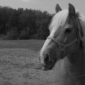 Endless Pawsibilities for rescued animals