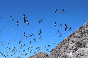 Olivet's Ornithology Class Visits Mexico